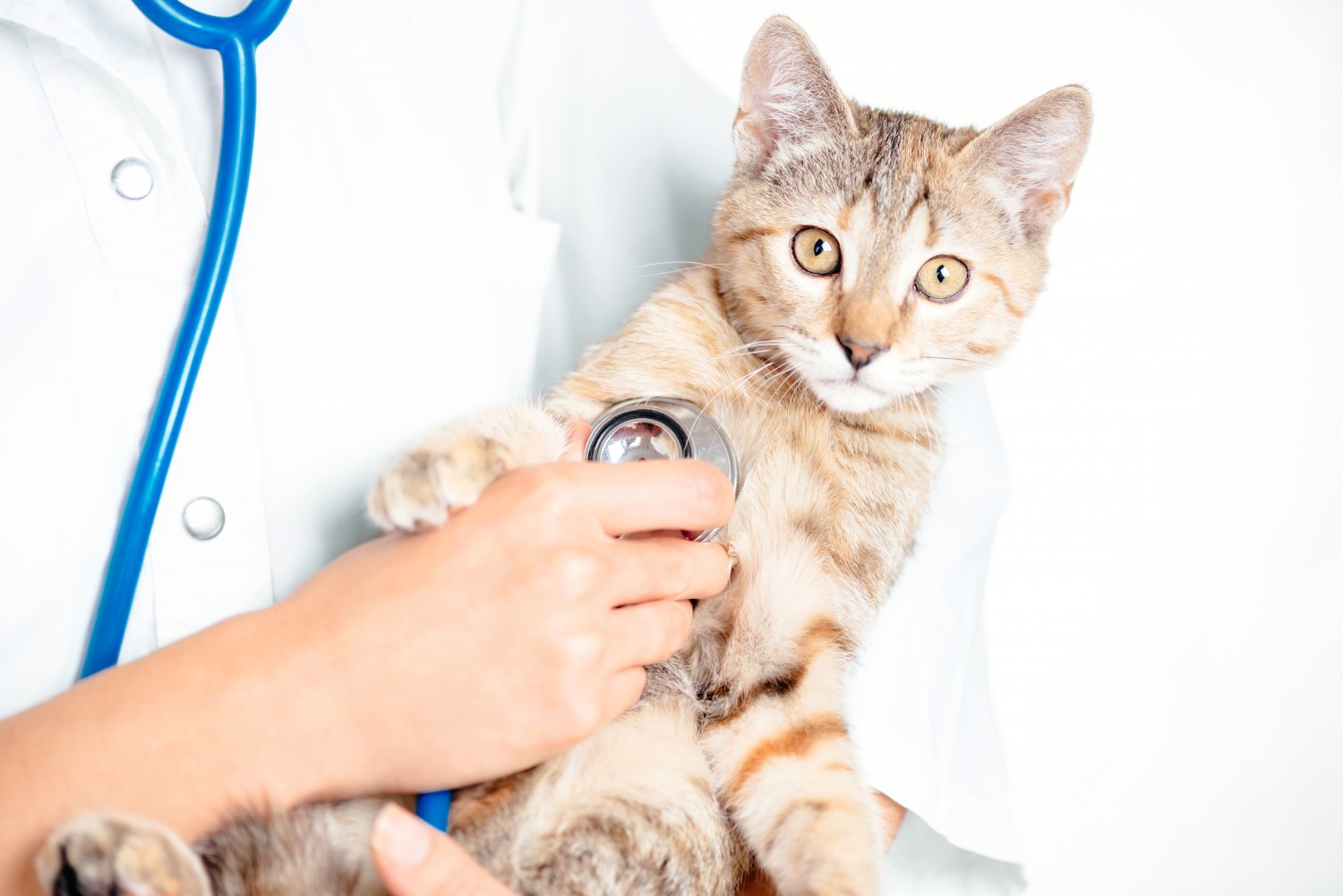 Cat getting checkup