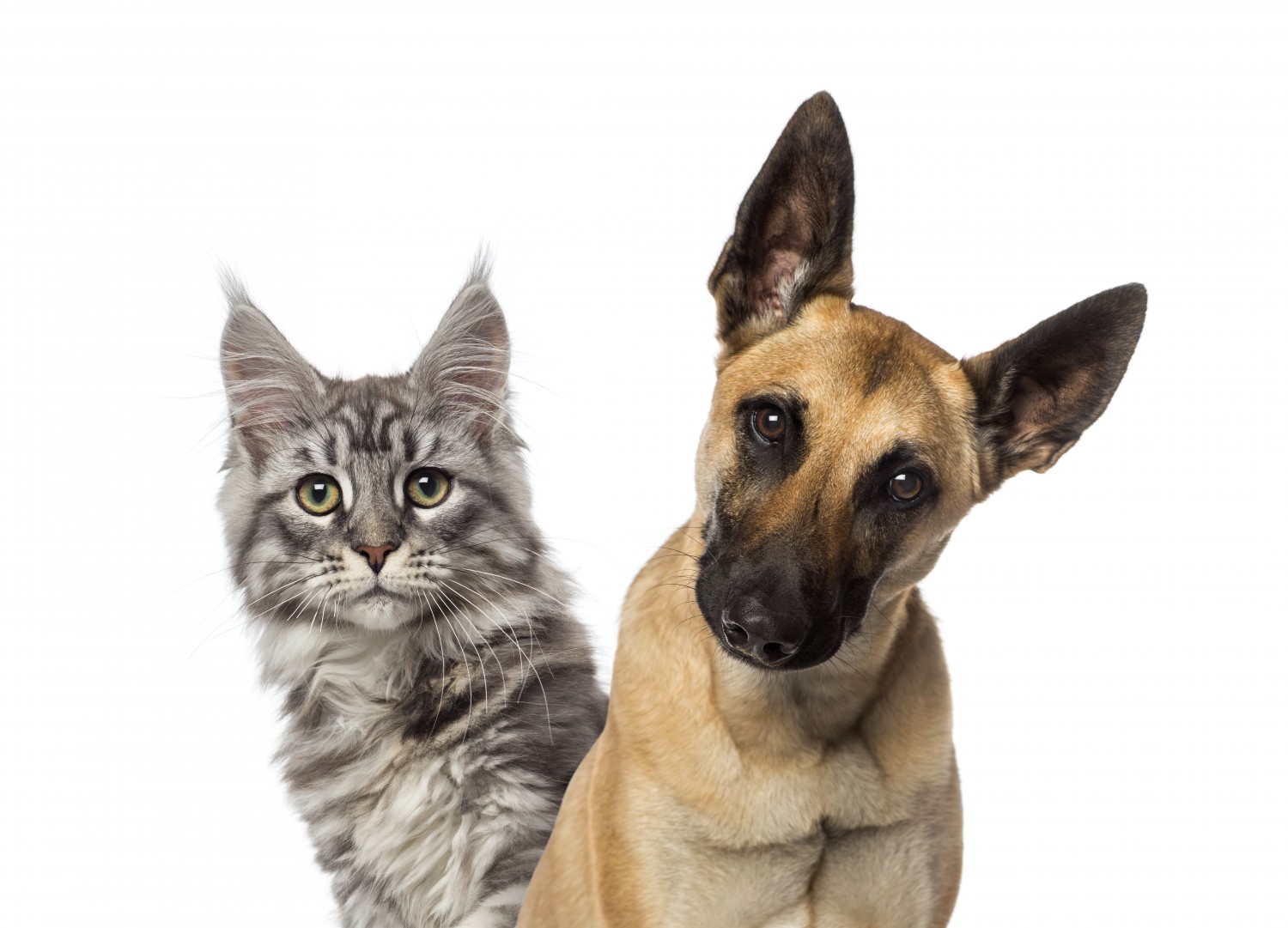 Cat and Dog looking at viewer