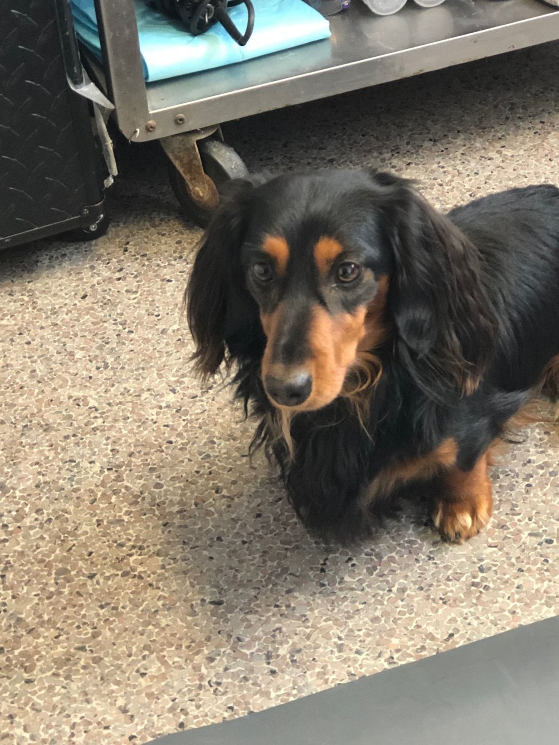 black and brown dog