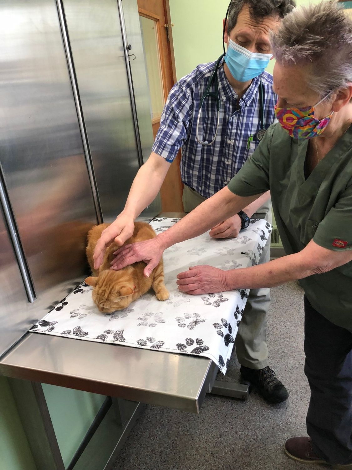 Cat getting checkup