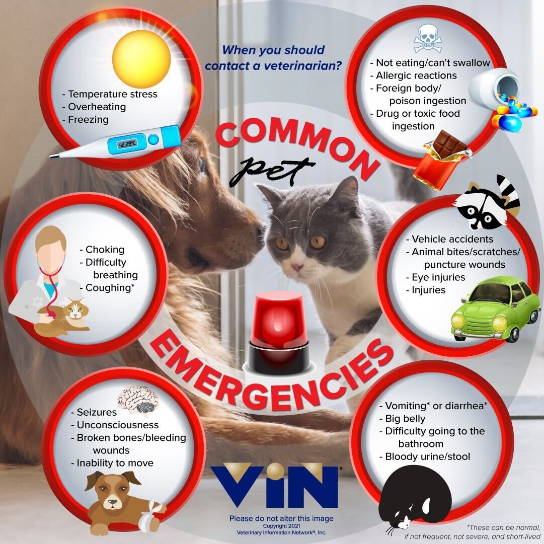 common pet emergencies infographic