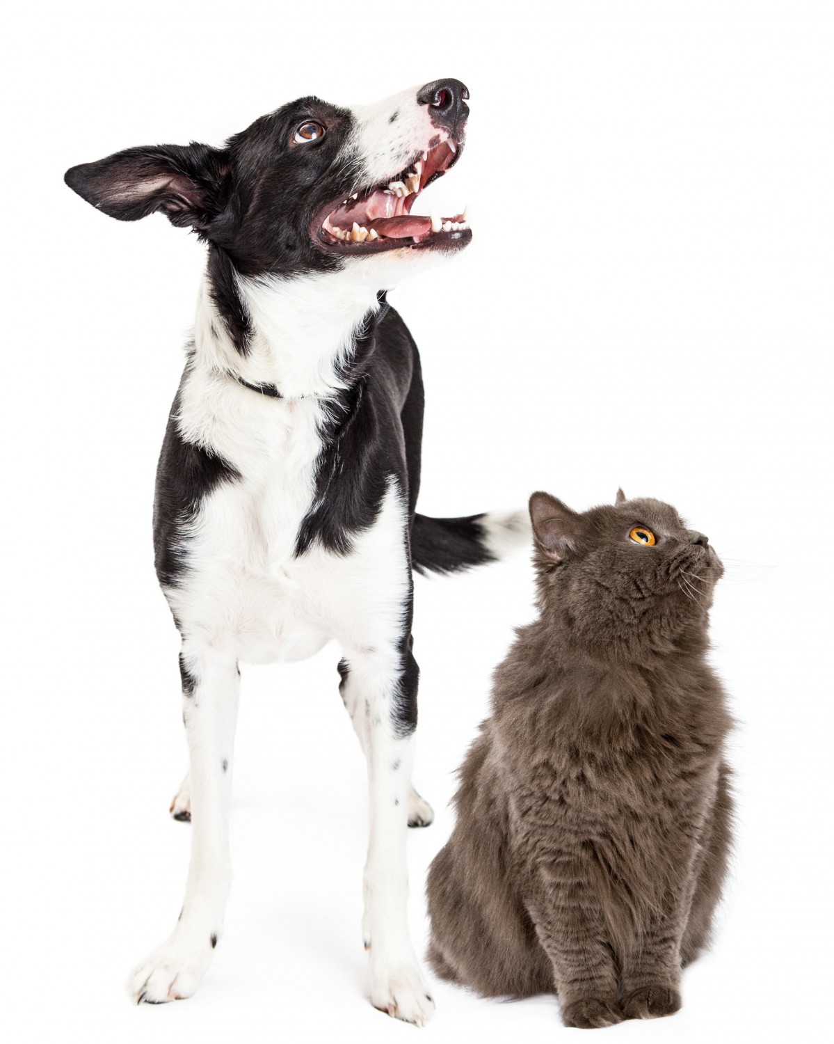 Cat and dog looking